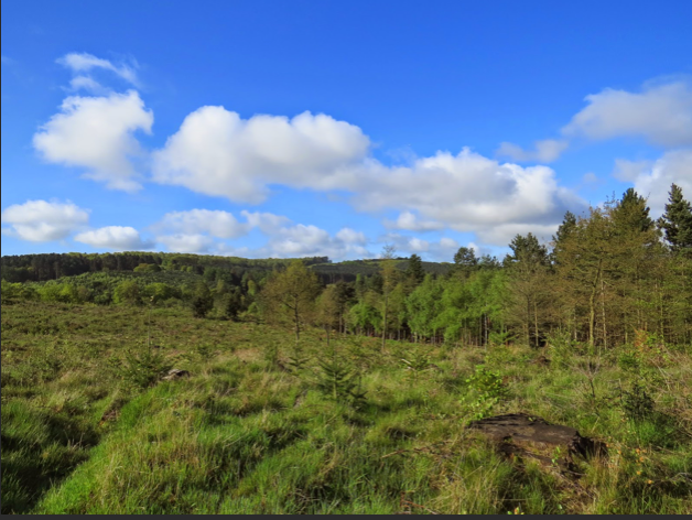 Netwalking - Cannock Chase - POSTPONED