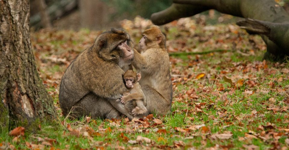 #EnjoyStaffsSafely this autumn at Trentham Monkey Forest